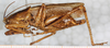 male, lateral view. Depicts CollectionObject 1531377; 803053cb-4756-4baa-b6a0-d56d51b3ea07, a CollectionObject.