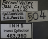 Other: !! display not done !! on Hebata (Hebata) nigra (Gillette & Baker, 1895): Labels. Labels for the specimen used for the dorsal, lateral and face images. (Observation).