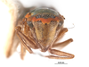 Head on Coronigoniella yara Young, 1977: (Observation).