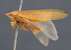 Habitus, lateral view on Rugosana rugosa (Spångberg, 1878): (Observation).