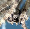 CollectionObject 1531871; bae7f42b-6d33-43cc-b0c5-d37004ea4ed5: male cerci (holotype). (CollectionObject).