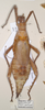 copyright UMO. female of synonym Heteropteryx hopei (holotype). Depicts CollectionObject 1559037; ceb3df22-7899-40b8-8ba0-209a6bdead98, a CollectionObject.