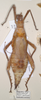CollectionObject 1559037; ceb3df22-7899-40b8-8ba0-209a6bdead98: copyright UMO. female of synonym Heteropteryx hopei (holotype). (CollectionObject).