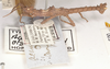 CollectionObject 1561575; 54e91f42-77a6-44e7-9373-57c31594d9a9: copyright UMO. male juv., lateral view of Acanthoderus otys (holotype). (CollectionObject).