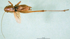 CollectionObject 1500469; be53b7c5-9b8e-4f43-b81b-a5a07f36d210: male, dorsal view (holotype of Metrioptera kuntzeni). (CollectionObject).