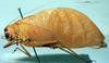 CollectionObject 1537325; 070e0881-c9f5-4127-9916-c5bb17ab4b06: male, lateral view (holotype). (CollectionObject).