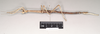 CollectionObject 1558917; 9c710c20-6f8d-45f0-a2c6-e103d0ce7dd5: copyright Natural History Museum, London. female, lateral view of synonym Haplopus ligia (paralectotype). (CollectionObject).;CollectionObject 1558918; 91108cc7-f465-4d69-b42c-18b503e87bf5: copyright Natural History Museum, London. female, lateral view of synonym Haplopus ligia (paralectotype). (CollectionObject).