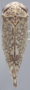 Habitus, dorsal view on Aligia jucunda (Uhler, 1877): Dorsal. (Observation).