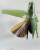 CollectionObject 1528094; 5f65651c-8f3a-44bc-b668-19249740fe77: male, dorsal view (holotype). (CollectionObject).