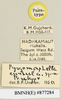 CollectionObject 1571062; c3cc1733-ef20-4369-9f7e-86c328d80094: female, labels (paratype). (CollectionObject).
