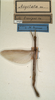 CollectionObject 1557241; NMW 1058, c2692167-3052-4ce7-8190-22dcd0cb4582: copyright NMW, Vienna. female (holotype). (CollectionObject).