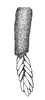 Zoniopoda tarsata (Serville, 1831): Fig. 9. egg pod (Uruguay, Dept. Florida). (Otu).