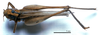 CollectionObject 1532127; 51f6b9af-4d04-4f2a-8928-793405d29ed4: female, dorsal view (holotype). (CollectionObject).