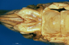 CollectionObject 1500532; 46fa0c63-8ae2-4ccc-b25c-f2f177273b66: female subgenital plate (syntype). (CollectionObject).