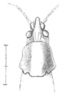 Erioloides consobrinus (Saussure & Pictet, 1898): Pl. 19, Fig. 6. head and pronotum, dorsal view. (Otu).