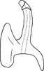 Aedeagus, lateral view on Erythridula beckiae (Hepner, 1978): Aedeagus, lateral view. (Observation).