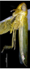 Habitus, lateral view on Dayus trifurcatus Yu & Yang, 2013: (Observation).