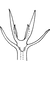 Aedeagus, ventral view on Edwardsiana tshinari Zakhvatkin, 1947: Aedeagus, ventral view (Caucasus). (Observation).