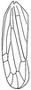 Forewing: !! display not done !! on Davisonia major (Dorst, 1931): forewing. (Observation).