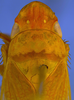 Head on Beltrana reticulata Gonçalves, Domahovski, Mejdalani & Takiya, 2021: Male holotype [USNM]: head, pronotum and mesonotum, dorsal view. (Observation).