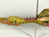 CollectionObject 1583388; 95523474-7e28-481d-9475-d50c7f3964df, QM T244506: copyright QM, Brisbane. male: head & thorax, lateral view (paratype). (CollectionObject).