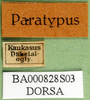 CollectionObject 1502754; 4f78f9db-ffd2-4382-9e4d-b415e5ece1b5, DORSA BA000828S03: labels (paratype of Nocaracris cyanipes ornatus). (CollectionObject).