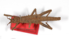 CollectionObject 1562227; a58ba5bd-848a-4ed4-a2b4-73916533b18f: Copyright MNCN, Madrid. male, dorsal view (syntype). (CollectionObject).;CollectionObject 1562228; 04fc29ef-48b7-4a14-bdec-ef4159c0b62c: Copyright MNCN, Madrid. male, dorsal view (syntype). (CollectionObject).