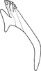 Aedeagus, lateral view: Aedeagus, lateral view. (Observation).