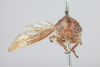 Head: !! display not done !! on Carynota muskokensis Goding, 1893: (Observation).