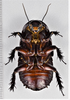 CollectionObject 1618731; 9539a06a-e6d4-4a89-a363-4209a734aaf4: (CollectionObject).