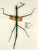 CollectionObject 1557989; 400963a2-3cbb-4419-9524-3a2404461545: copyright RMNH, Leiden. female (holotype). (CollectionObject).