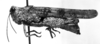 CollectionObject 1506352; a13e670f-65ab-4796-b2b5-683d031c6661: Image Carbonell, C.S. female, lateral view (syntype of Heliastus venezuelae). (CollectionObject).
