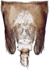 Pendarus magnus, pygofer, dorsally (INHS). Depicts Pygofer, dorsal view, an Observation.