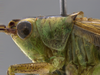 CollectionObject 1593109; cc75ce1d-9086-4339-95a2-127555517233: male head and pronotum, lateral view. (CollectionObject).