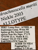 Arachnoscelis (Peruphisis) meriti Nickle, 2002: labels (allotype). (Otu).