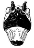 Natagaima brevipennis Beier, 1960: Fig. 95. female face. (Otu).