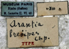 CollectionObject 1541638; 95dfaef9-062e-4a54-bccb-731b478c19a2: labels (female syntype). (CollectionObject).