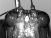 Ectemna dumicola Saussure & Pictet, 1897: fastigium of vertex, frontal view (not a type). (Otu).