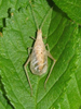 Oecanthus californicus californicus Saussure, 1874: male, brown form. (Otu).