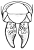 Arminda lancerottensis Holzapfel, 1972: Fig. 4 E. female abdomen tip, dorsal view. (Otu).