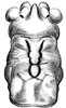 Parateuthras truncatus Bolívar, 1905: female head and pronotum, dorsal view. (Otu).