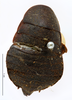Deropeltis erythrocephala (Fabricius, 1781): CC BY-NC-ND 4.0/MNHN - Depraetere Marion - 2014. Type, female, of delalandi Saussure, 1864. Specimen number: MNHN-EP-EP903. http://coldb.mnhn.fr/catalognumber/mnhn/ep/ep903. (Otu).
