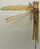 male, dorsal view (syntype). Depicts CollectionObject 1535907; f13f456b-d421-486a-a9f9-1dc2dcf72abf, a CollectionObject.