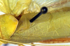 CollectionObject 1500358; 882688cc-4ebc-48a3-9519-d9406fbfcfc9, DORSA BTlioaduS01: mirror area, left tegmen (syntype). (CollectionObject).