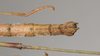 CollectionObject 1560285; c42665e7-922a-4a4e-bc70-12928f7e520e: copyright Natural History Museum, London. male: end of abdomen, dorsal view (syntype). (CollectionObject).;CollectionObject 1560286; 3e34dd6f-f719-45b4-b973-e3a6199c4aaf: copyright Natural History Museum, London. male: end of abdomen, dorsal view (syntype). (CollectionObject).