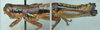 Melanoplus aridus (Scudder, 1878): male. (Otu).