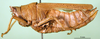 CollectionObject 1500954; 8b51cf6e-efaf-432f-94a9-df95275fe9b3, DORSA BA000329S01: female, lateral view (holotype). (CollectionObject).