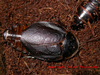 Byrsotria rothi Gutiérrez & Linares, 2003: Copyright Victor Demeshko. Byrsotria rothi adult male, captive bred. (Otu).