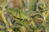 CollectionObject 1578804; 64666ef3-b483-4a49-80e0-f1cab6a8fe83: female (RO: Gura Dobrogei). (CollectionObject).