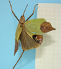 CollectionObject 1542681; DEES MZLQ-I0017, 86bfa92f-7d14-4fc8-a3dc-847cad72d242: female, body dorsal view (holotype of Ommatoptera montana). (CollectionObject).